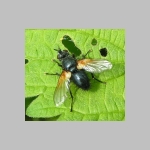 Zophomyia temula - Raupenfliege 03.jpg
